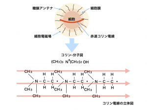 細胞コリン電線