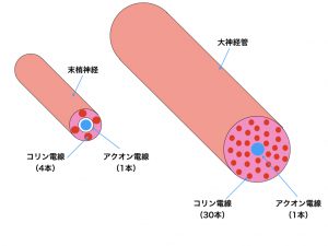 神経管構造