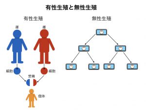 陰陽論　有性生殖と無性生殖図2.004