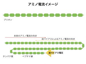 陰陽論　プリオン図1.028