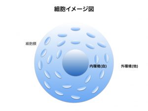 陰陽論　細胞イメージ図1.025