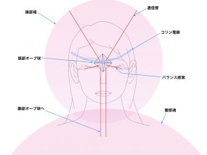 頭部魂と通信管