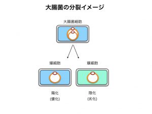 陰陽論　大腸菌分裂図1.030