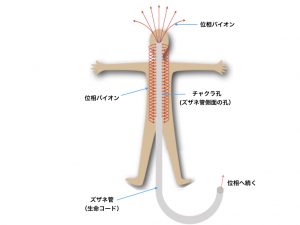 ズザネ管.001